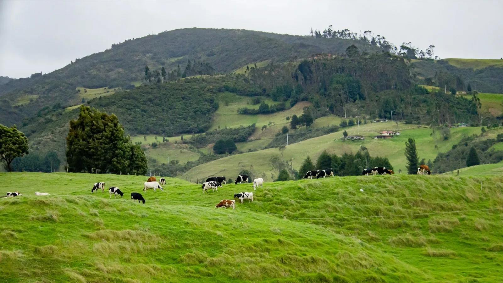 Dairy cattle grazing on green pasture below wooded hills